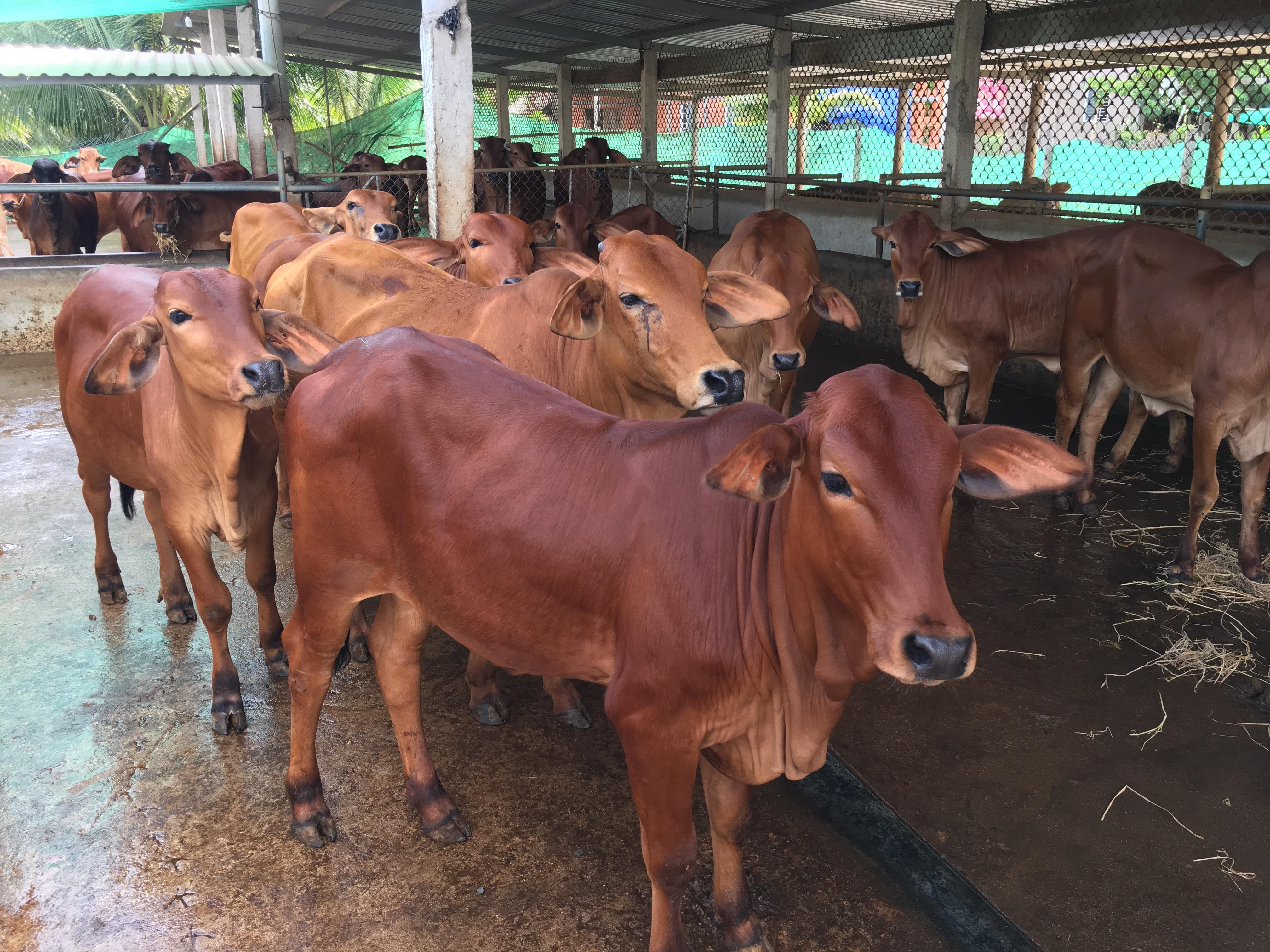 Triển khai tiêm phòng vắc xin phòng bệnh Lở mồm long móng và Cúm gia cầm đợt 02 năm 2025