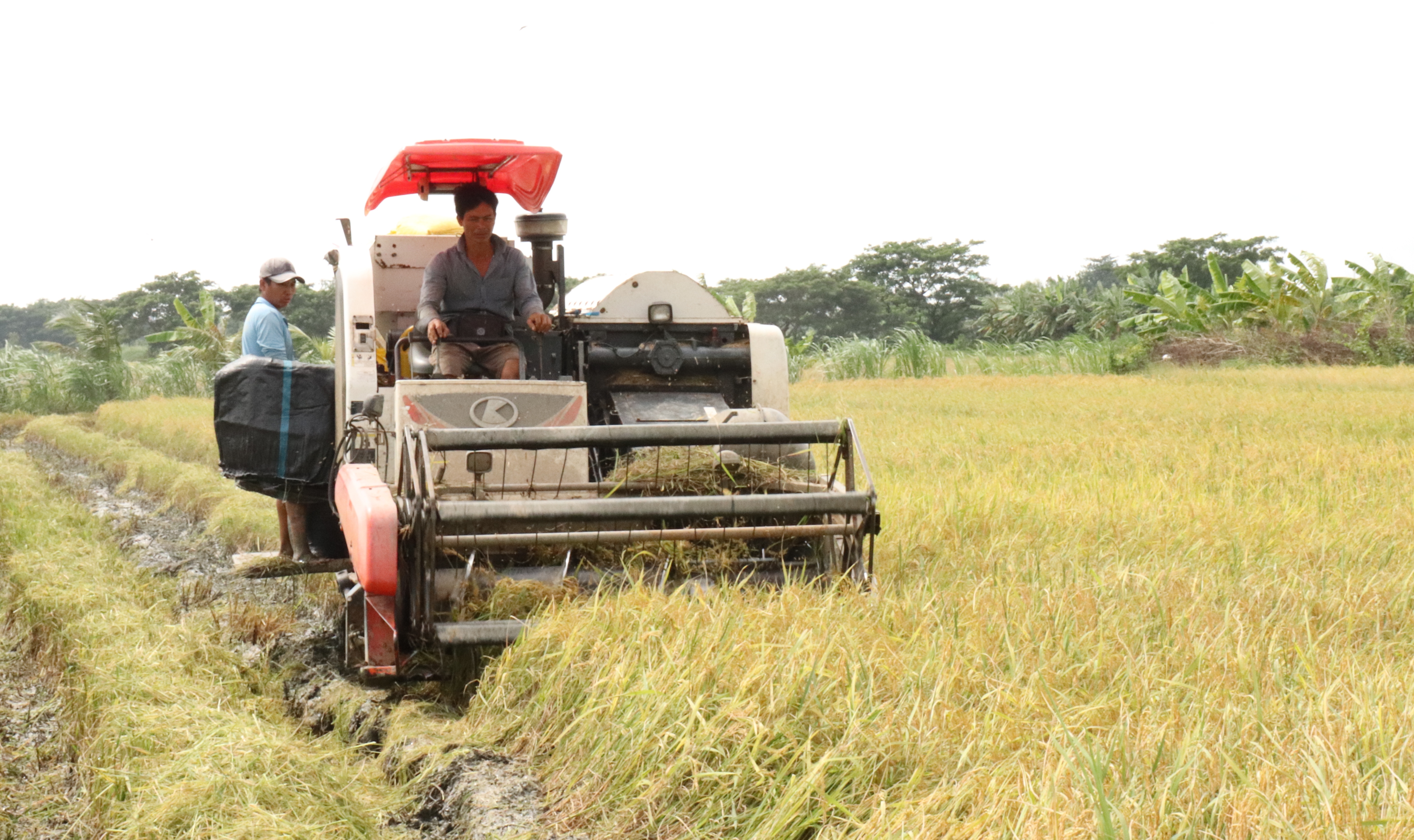 Nông dân thu hoạch rộ lúa Hè thu năm 2025