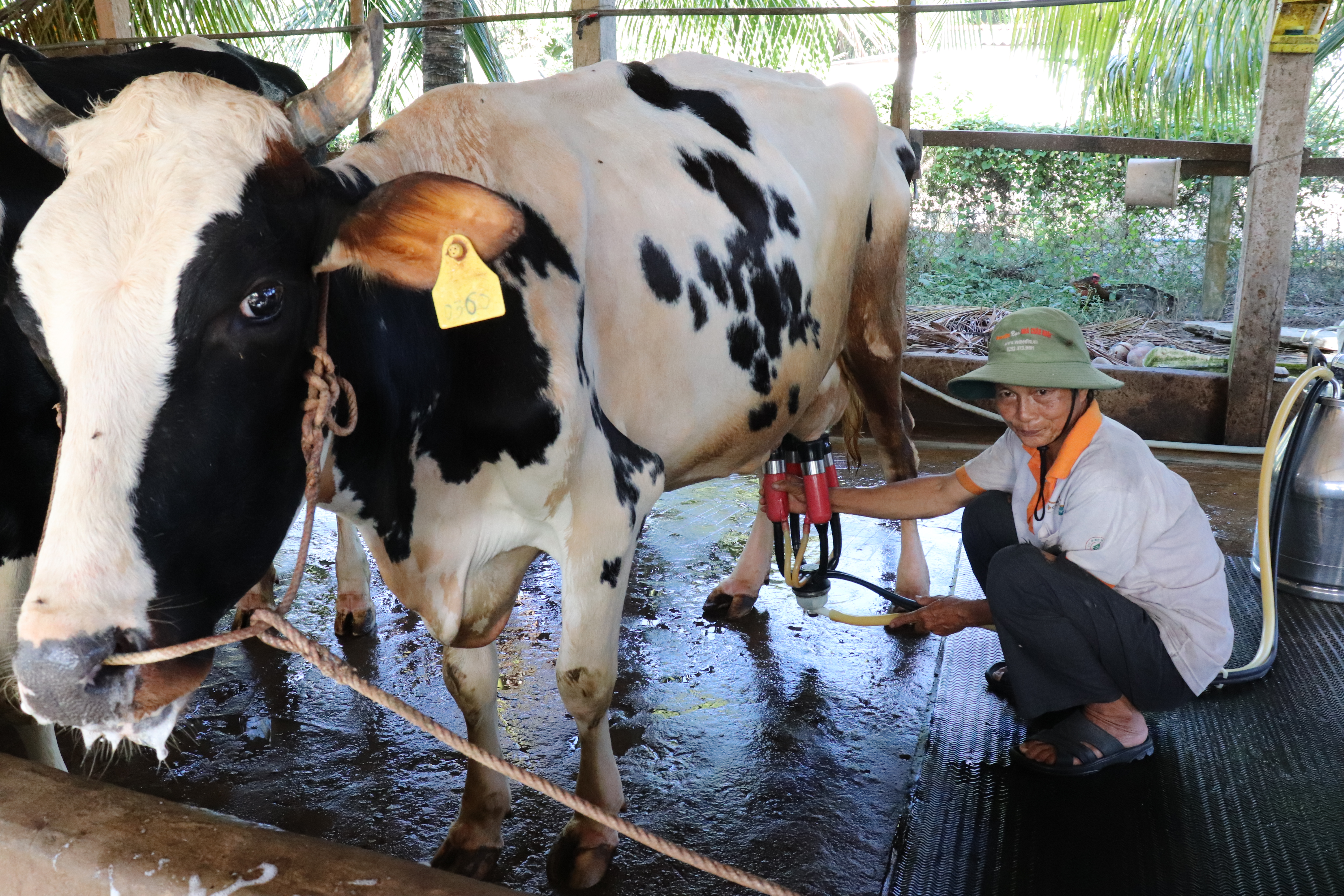 Xã Ba Tri – Lĩnh vực nông nghiệp 9 tháng đầu năm đạt nhiều kết quả
